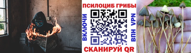 дарк нет состав  Гаврилов Посад  Псилоцибиновые грибы Psilocybe  ссылка на мегу рабочий сайт 